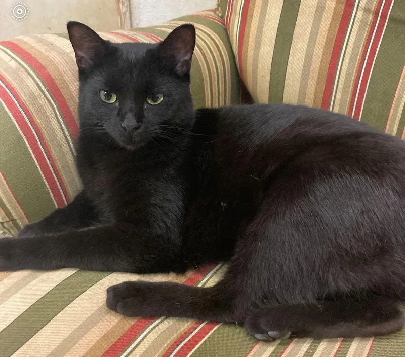 Salem thumbnail 2