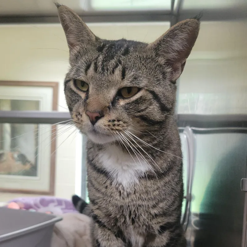 An adult large-sized male Brown / Chocolate Domestic Short Hair cat named Carlton Lassiter for adoption in Plover, WI