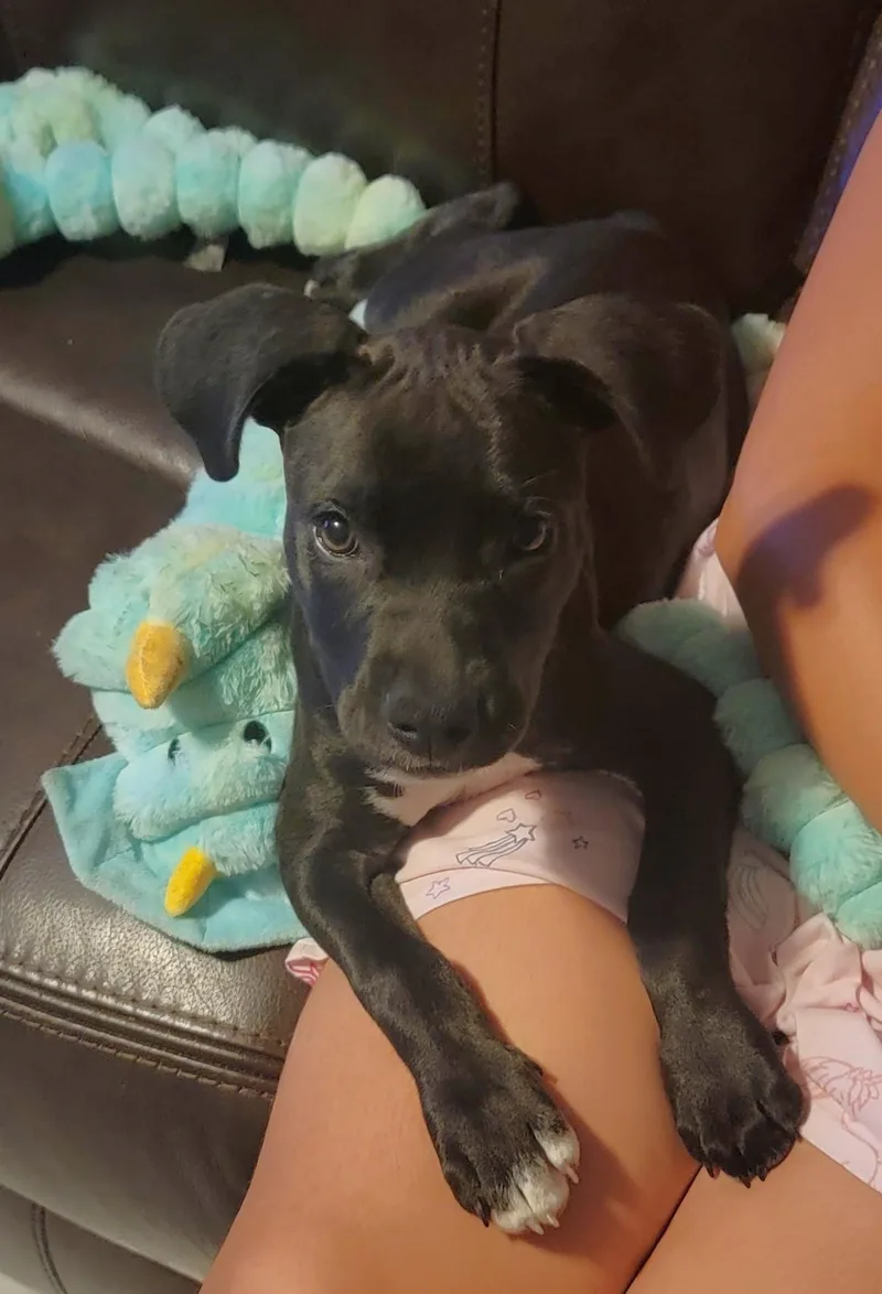 A baby medium-sized female Black Mixed Breed dog named Sola for adoption in Schaumburg, IL