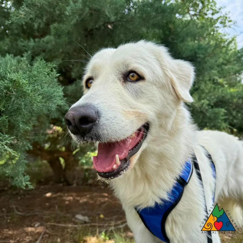 An adult large-sized female White / Cream Maremma Sheepdog dog named Robin for adoption in Douglas, WY