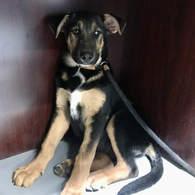 A baby small-sized male German Shepherd Dog dog named Bread for adoption in Albuquerque, NM
