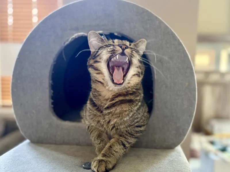 A baby medium-sized male Tabby (Brown / Chocolate) Domestic Short Hair cat named Murray for adoption in Plainfield, IL
