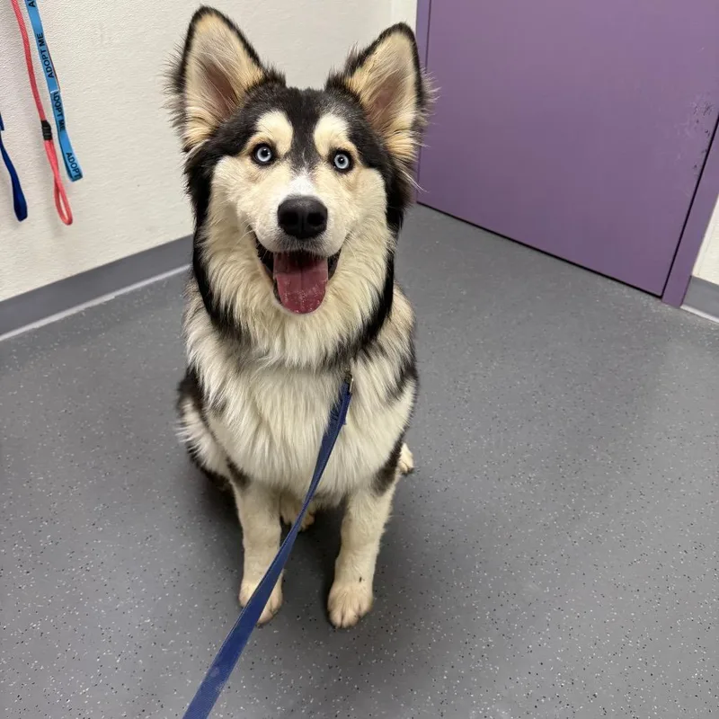 An adult large-sized male Black Husky dog named Lycan for adoption in Albuquerque, NM
