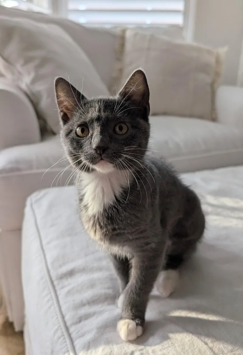A baby medium-sized female Gray & White Domestic Short Hair cat named Rose for adoption in Wesley Chapel, FL