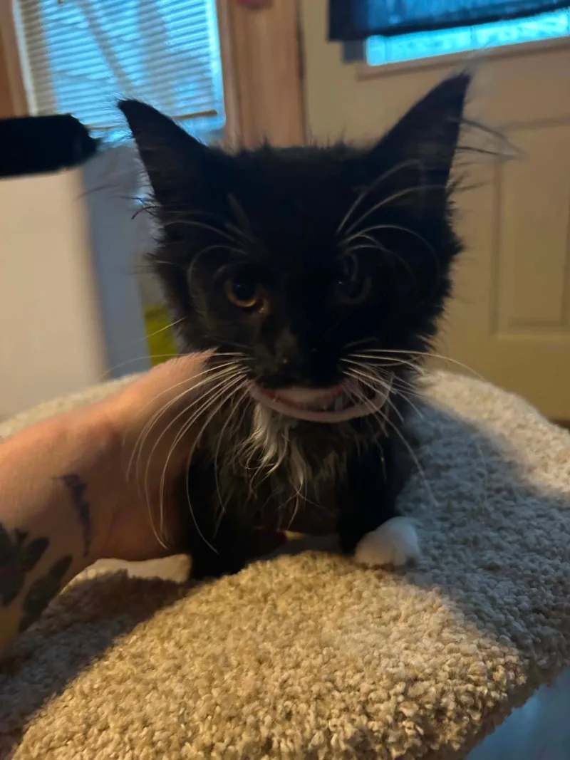 A baby medium-sized male Domestic Short Hair cat named Bashful for adoption in hinckley, IL