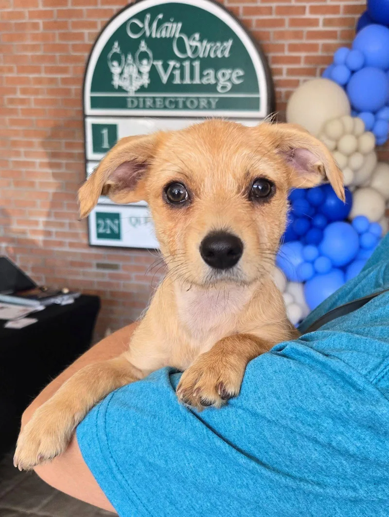 A baby medium-sized female Terrier dog named Rose for adoption in Cliffwood, NJ