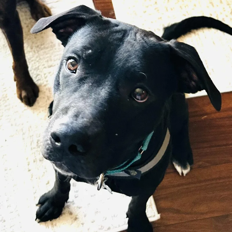 An adult medium-sized female Pit Bull Terrier dog named Blacklit Canopy for adoption in Fargo, ND