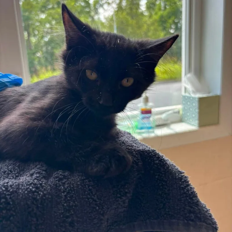 A baby small-sized male Black Domestic Short Hair cat named Rossi for adoption in Waynesboro, PA