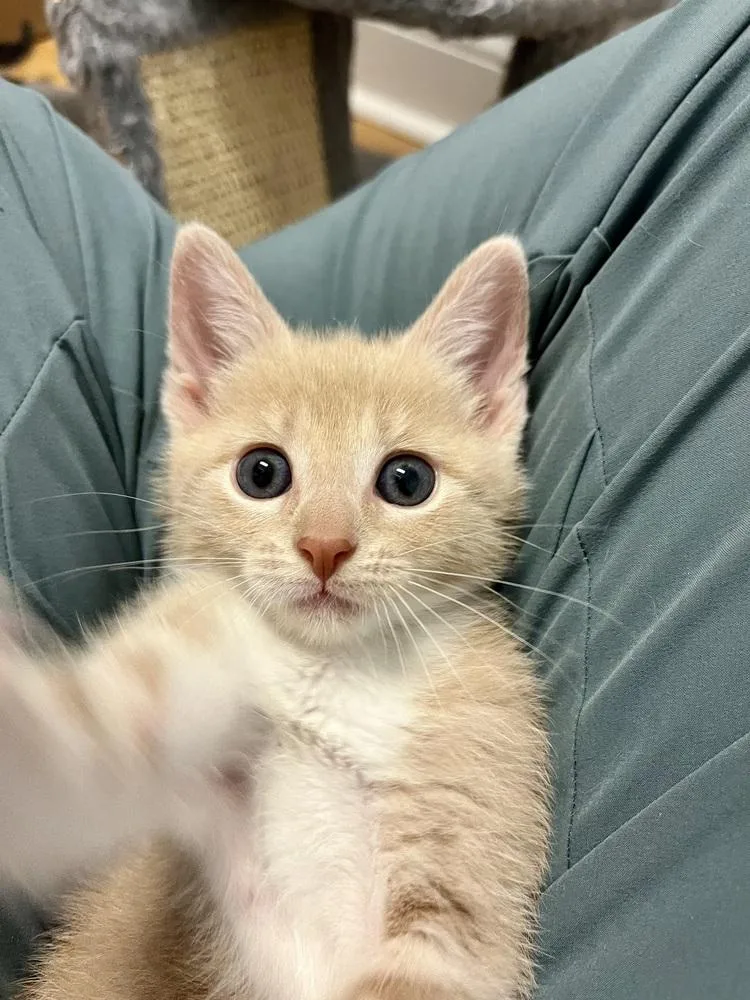 A baby small-sized female Domestic Short Hair cat named Dempsey for adoption in Emerald Isle, NC