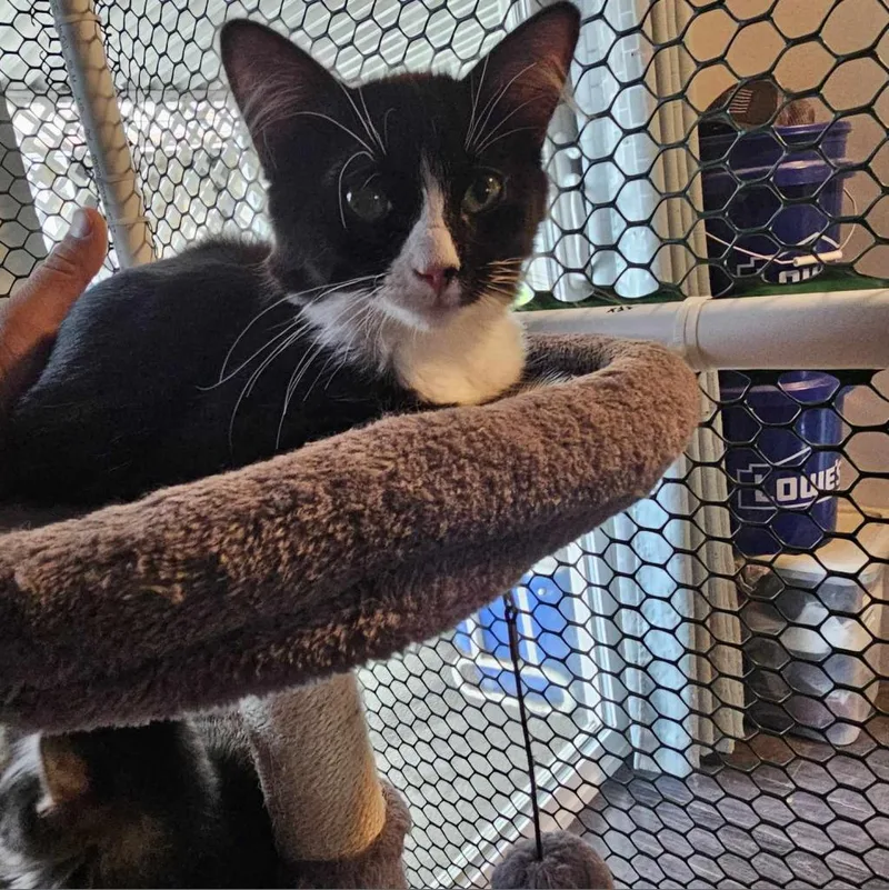 An adult small-sized male Black Domestic Medium Hair cat named Sebastian Romero for adoption in Eagle Mountain, UT