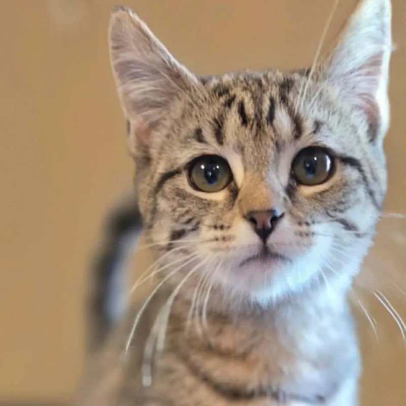 A baby small-sized female Brown / Chocolate Domestic Short Hair cat named Petunia for adoption in Caryville, TN