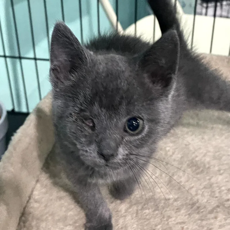 A baby small-sized female Gray / Blue / Silver Domestic Short Hair cat named Olive Oyl for adoption in Marion, VA