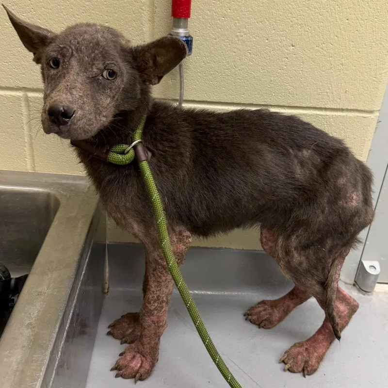 A young small-sized female Gray / Blue / Silver Mixed Breed dog named Straysouthlumpkinroad for adoption in Columbus, GA