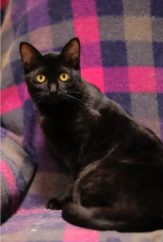 A young medium-sized male Black Domestic Short Hair cat named Parsley for adoption in Chicago, IL