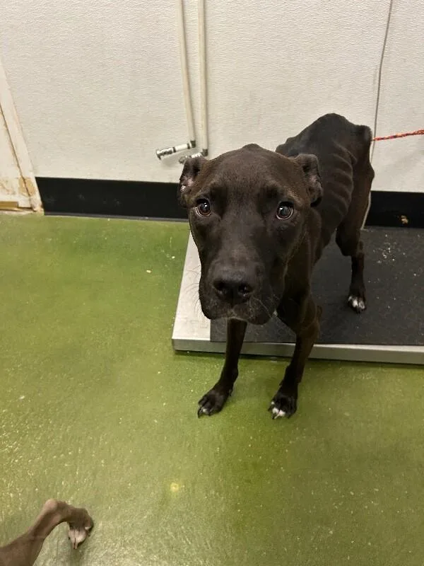 An adult medium-sized male Pit Bull Terrier dog named Givinchi for adoption in Fruit Heights, UT