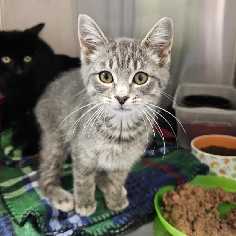 A baby small-sized male Gray / Blue / Silver Domestic Short Hair cat named Huey for adoption in Monroe, MI