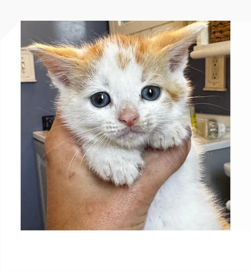 A baby small-sized male White Domestic Short Hair cat named Rabbit for adoption in San Pedro, CA