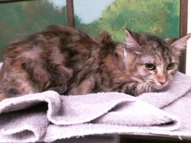 A young medium-sized female Domestic Long Hair cat named Barbie for adoption in Houston, TX