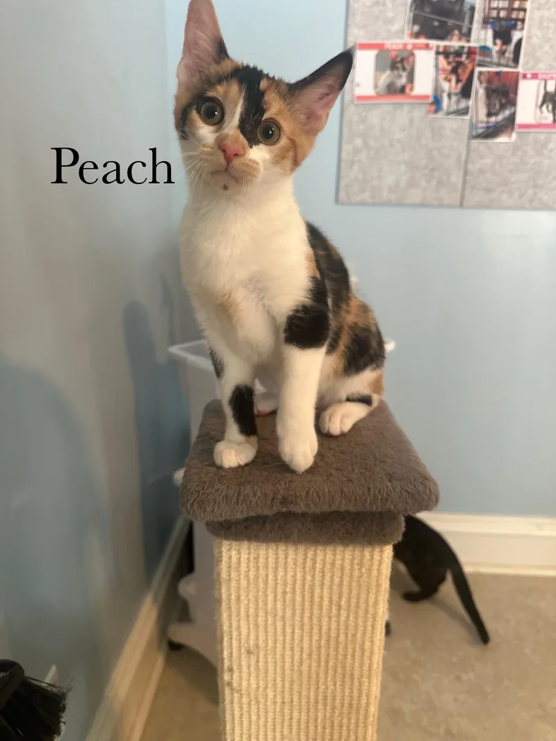 A baby medium-sized female Calico Domestic Short Hair cat named Peach for adoption in Cincinnati, OH