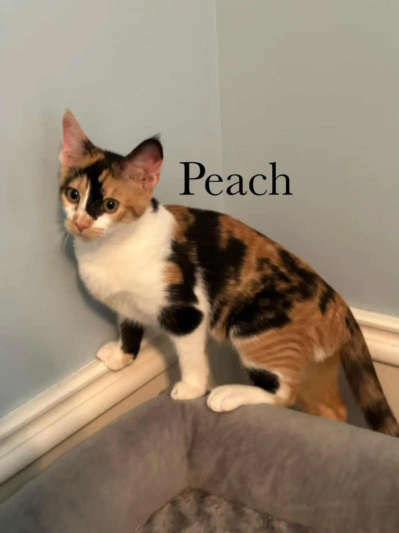 Peach thumbnail 2
