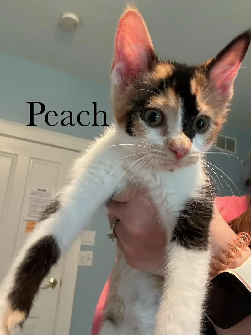 Peach thumbnail 4