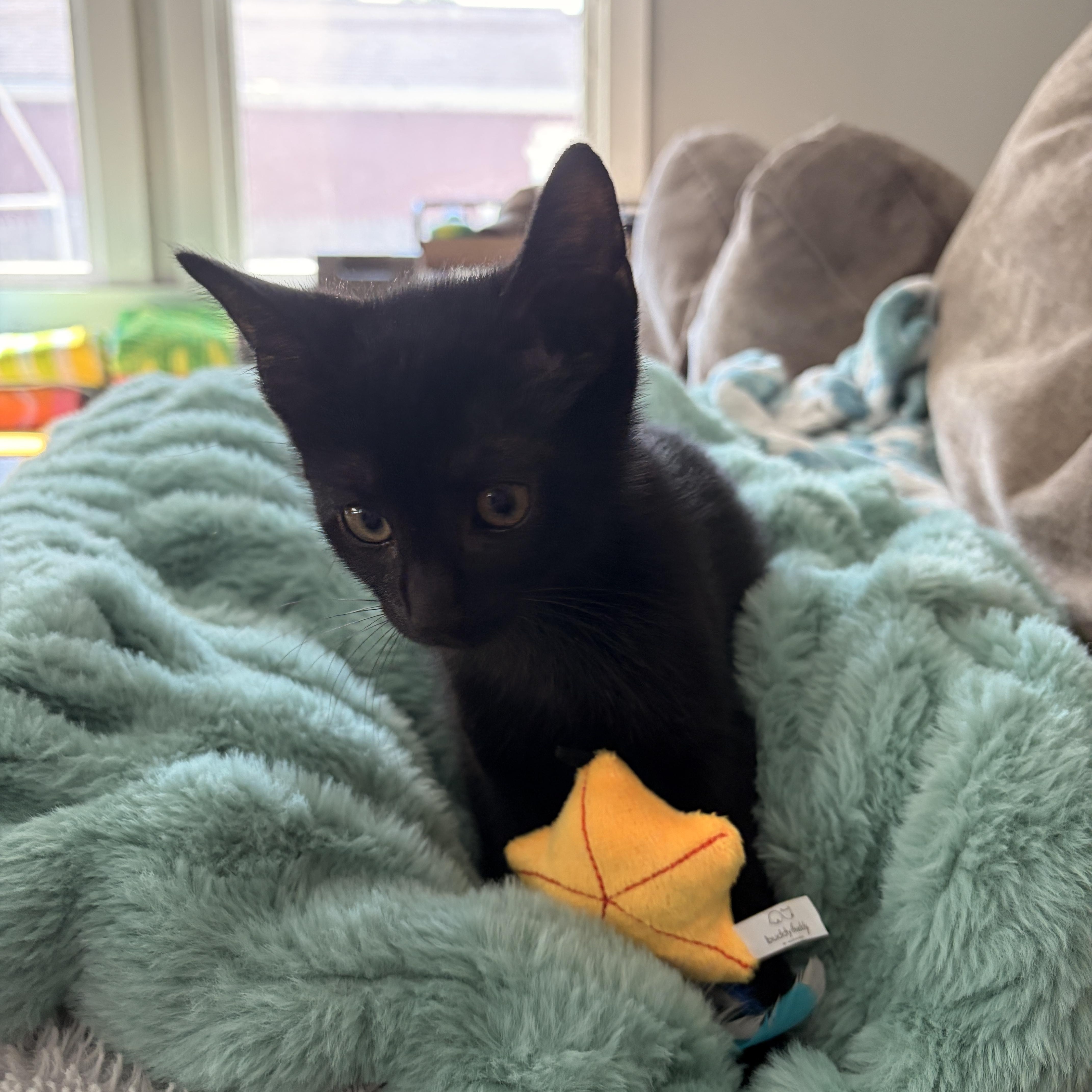 A baby small-sized male Black Domestic Short Hair cat named Jack for adoption in Seaford, NY