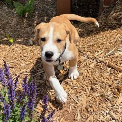 A baby small-sized female Brown / Chocolate Great Pyrenees dog named Daffodil for adoption in Atlanta, GA