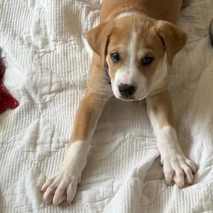 Daffodil thumbnail 2