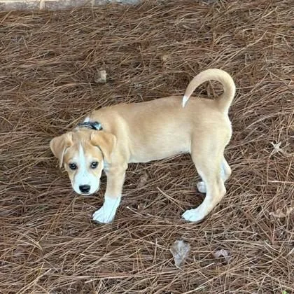 Daffodil thumbnail 3