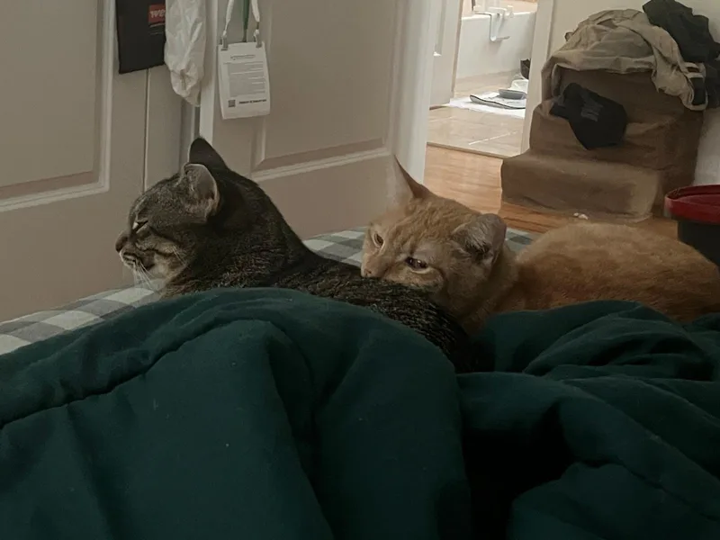 An adult medium-sized female Orange / Red American Shorthair cat named Amelia & Saba for adoption in Jersey City, NJ