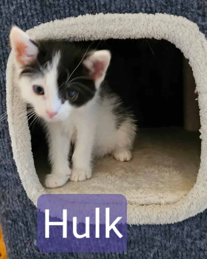 A baby medium-sized male Black & White / Tuxedo Domestic Short Hair cat named Hulk One Eye Corner for adoption in Kennewick, WA