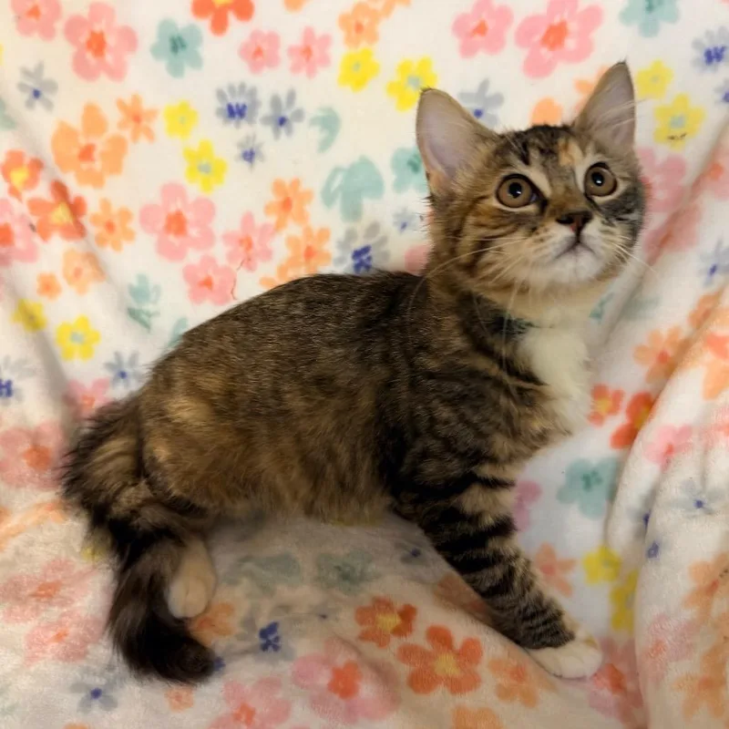 A baby small-sized female Brown / Chocolate Domestic Short Hair cat named Petunia for adoption in Flower Mound, TX