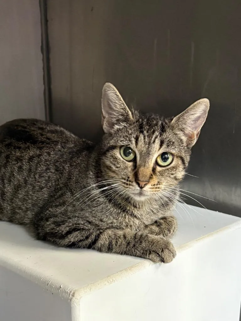 A young small-sized female Domestic Short Hair cat named Gazelle for adoption in Little Rock, AR