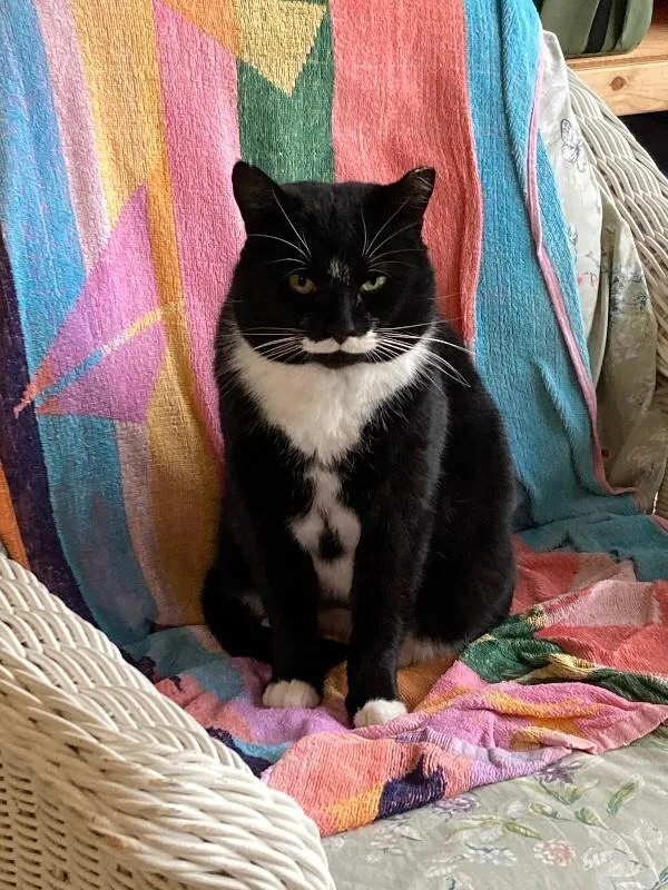 An adult medium-sized male Black & White / Tuxedo Domestic Short Hair cat named Victor Sebastian for adoption in Arlington, WA