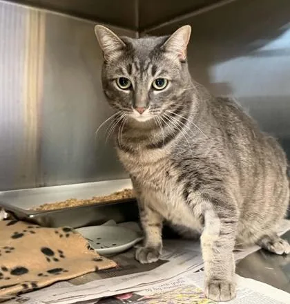 An adult medium-sized female Domestic Short Hair cat named Dakota for adoption in Bridgewater, NJ