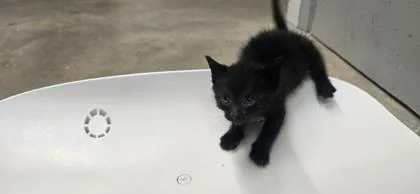 A baby small-sized male Domestic Short Hair cat named Luke for adoption in Paducah, KY