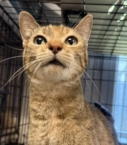 An adult medium-sized female Domestic Short Hair cat named Lisa for adoption in Lafayette, IN