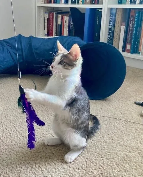 A young medium-sized male Gray / Blue / Silver Domestic Short Hair cat named Benny for adoption in Fort Collins, CO