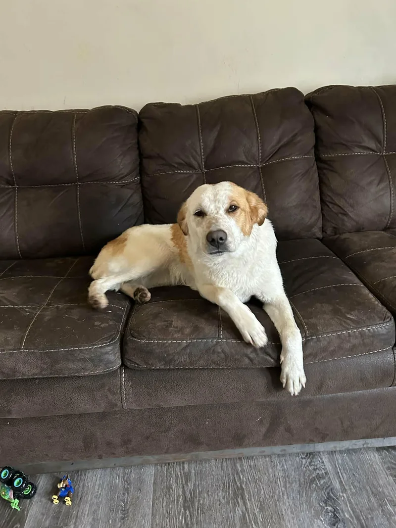 A young medium-sized female Labrador Retriever dog named Laci for adoption in Townville, SC