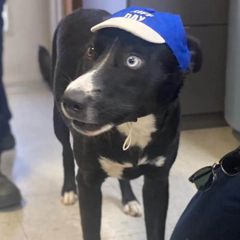 A young medium-sized female Black Border Collie dog named Millie for adoption in Wadena, MN