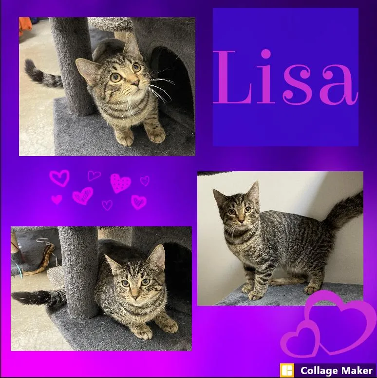 An adult medium-sized female Domestic Short Hair cat named Lisa for adoption in Clearfield, PA