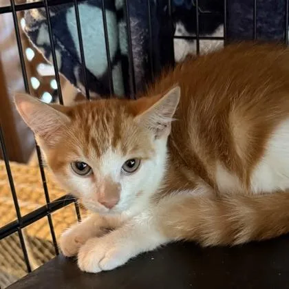 A baby small-sized male Domestic Short Hair cat named Scotty for adoption in West Chester, PA