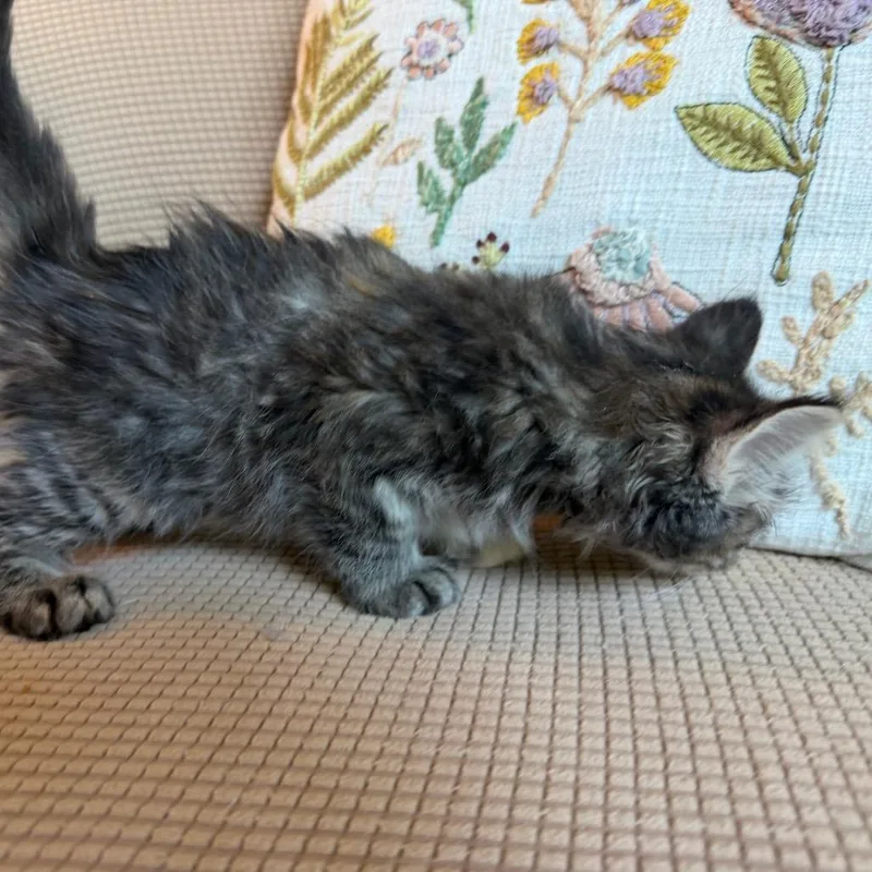 A baby small-sized male Torbie Domestic Long Hair cat named Mckay for adoption in Flower Mound, TX