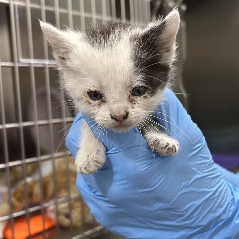A baby small-sized male Black Domestic Short Hair cat named Oliver for adoption in Upland, CA