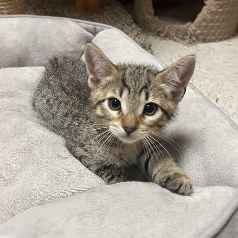 A baby small-sized male Tabby (Gray / Blue / Silver) Domestic Short Hair cat named Cory for adoption in Spokane, WA