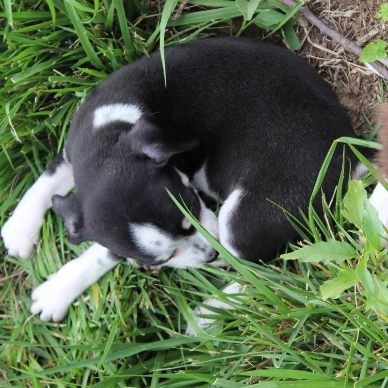 A baby small-sized male Black Beagle dog named Lil Doc for adoption in McPherson, KS