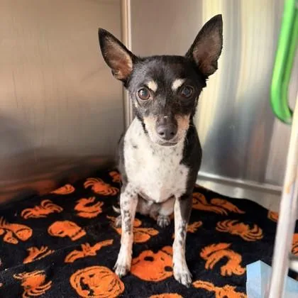A senior small-sized female Brown / Chocolate Chihuahua dog named Flutie for adoption in Phoenix, AZ