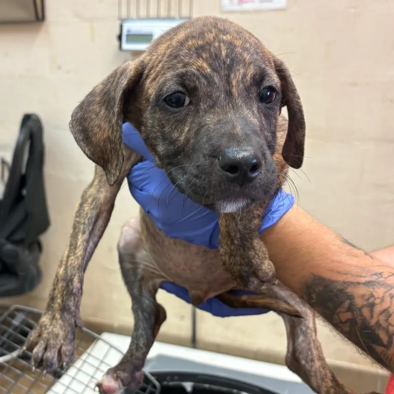 A baby small-sized male Brindle Pit Bull Terrier dog named Bijou for adoption in Birmingham, AL