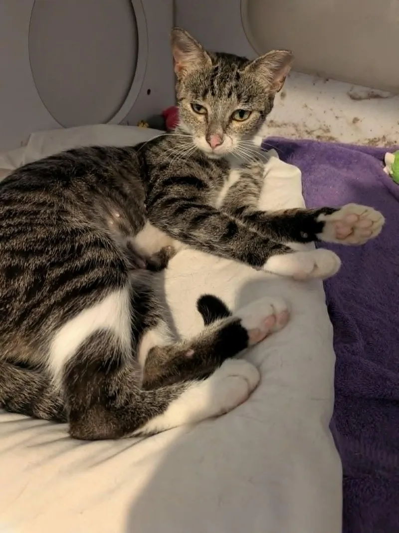 A young medium-sized female Tabby (Brown / Chocolate) Domestic Short Hair cat named Tiana for adoption in West Palm Beach, FL