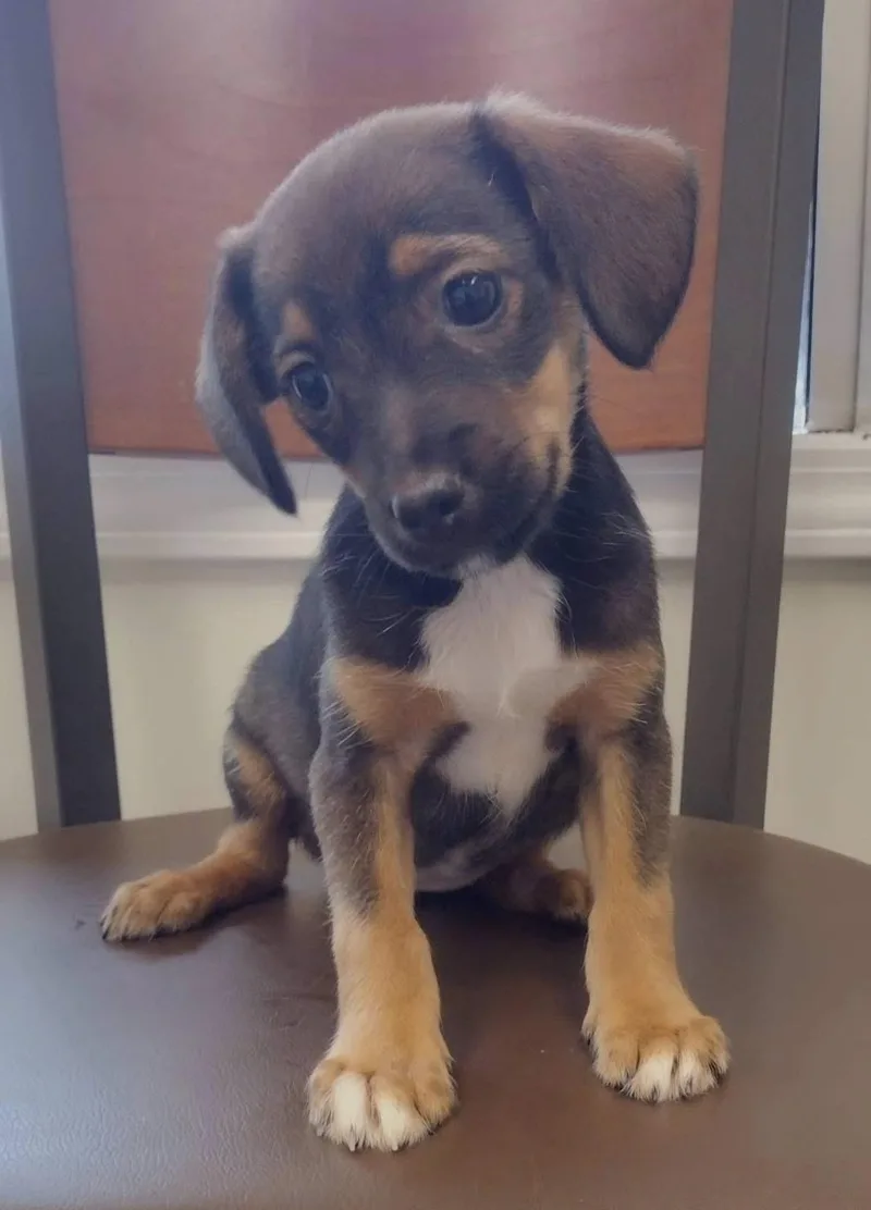 A baby small-sized female Jack Russell Terrier dog named Liberty for adoption in Lexington, KY